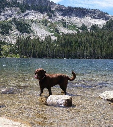 Pilot Point Veterinary Hospital - Dog in Lake