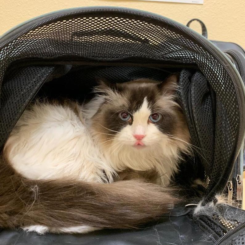 Pilot Point Veterinary - Cat Hides in Carrier